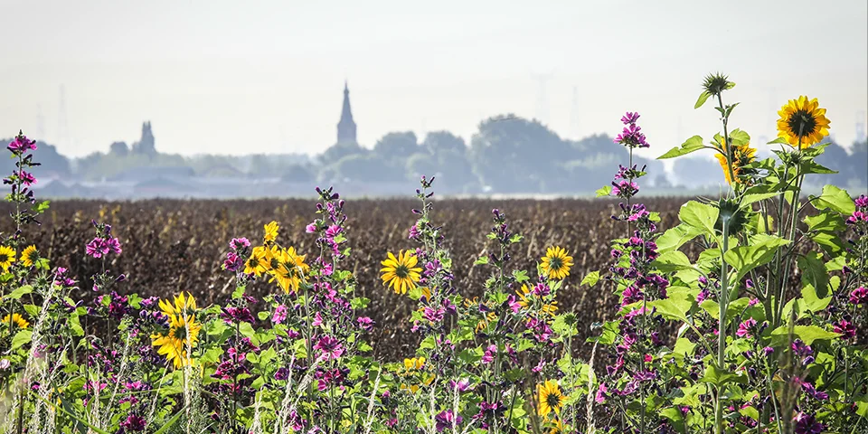 Natuurgebied in Zeeland